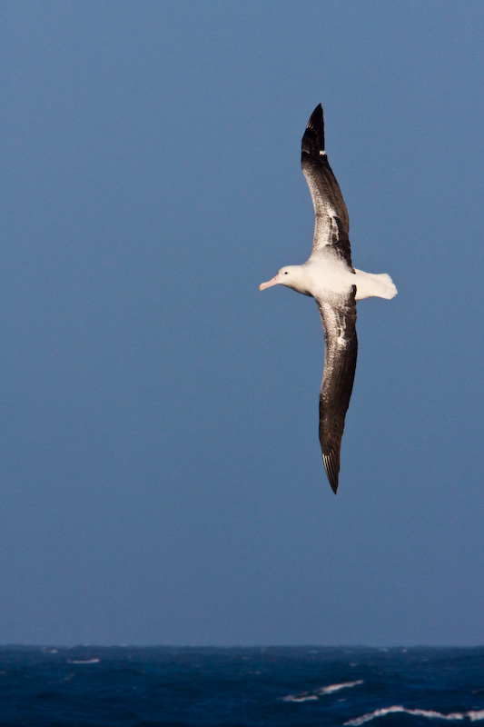 Wandering Albatross In Flight